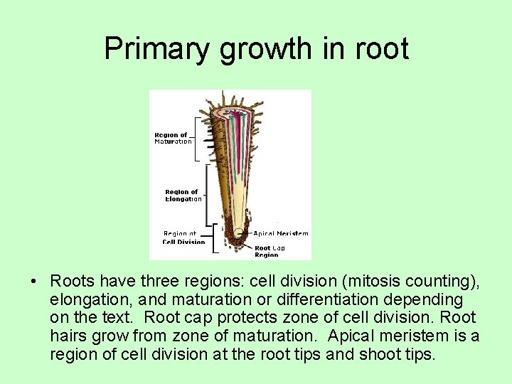 Primary growth in root • Roots have three regions: cell division (mitosis counting), elongation,