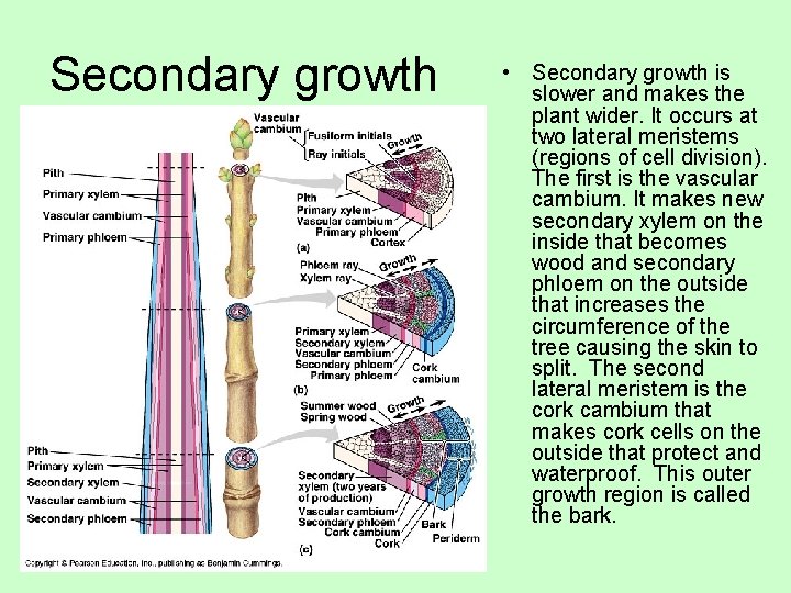 Secondary growth • Secondary growth is slower and makes the plant wider. It occurs