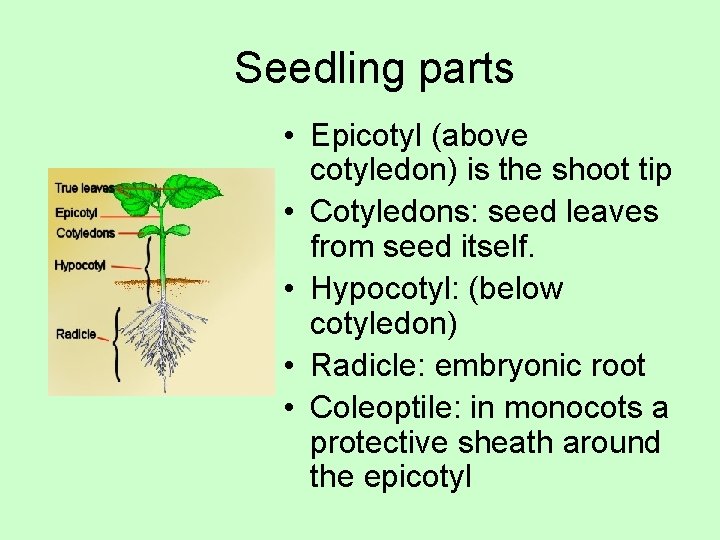 Seedling parts • Epicotyl (above cotyledon) is the shoot tip • Cotyledons: seed leaves