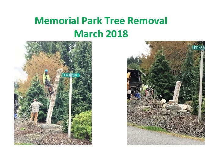 Memorial Park Tree Removal March 2018 