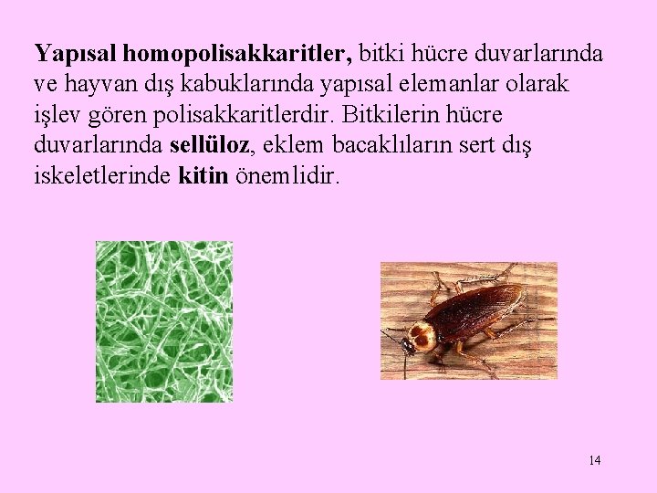 Yapısal homopolisakkaritler, bitki hücre duvarlarında ve hayvan dış kabuklarında yapısal elemanlar olarak işlev gören