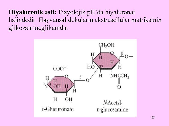 Hiyaluronik asit: Fizyolojik p. H’da hiyaluronat halindedir. Hayvansal dokuların ekstrasellüler matriksinin glikozaminoglikanıdır. 25 