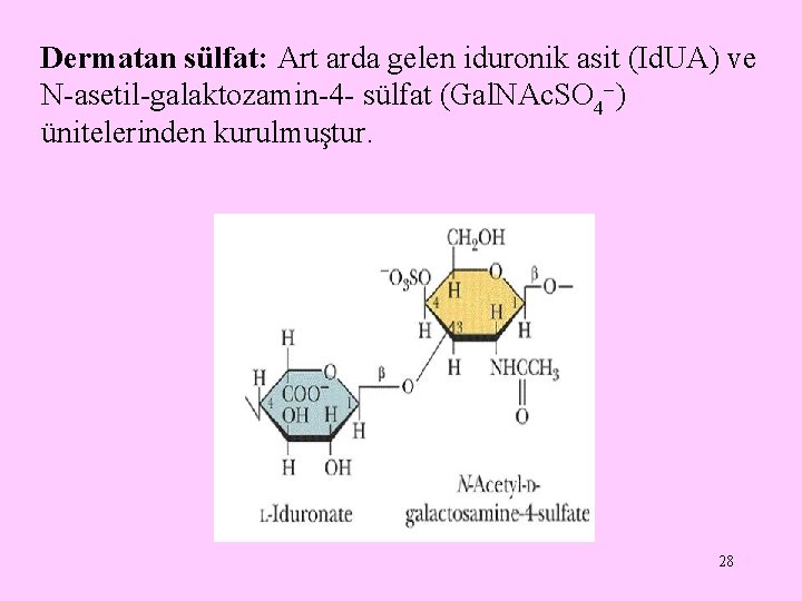 Dermatan sülfat: Art arda gelen iduronik asit (Id. UA) ve N-asetil-galaktozamin-4 - sülfat (Gal.
