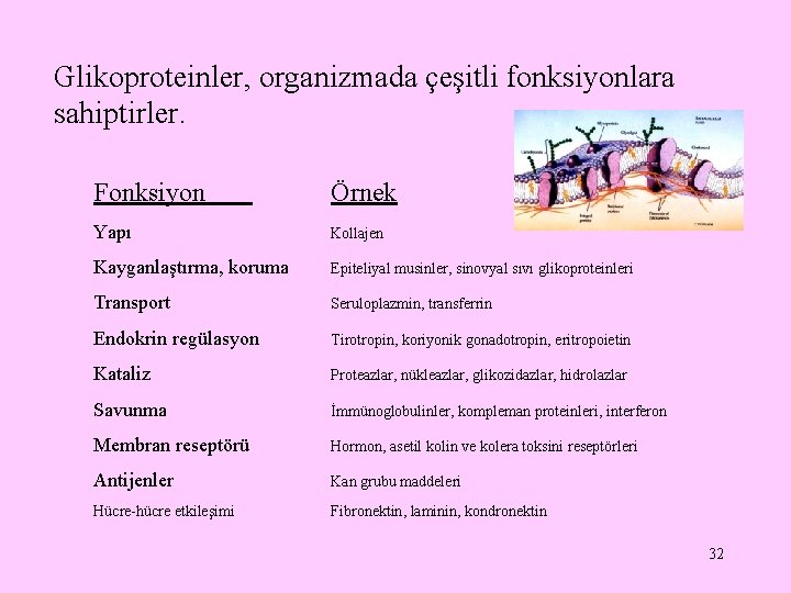 Glikoproteinler, organizmada çeşitli fonksiyonlara sahiptirler. Fonksiyon Örnek Yapı Kollajen Kayganlaştırma, koruma Epiteliyal musinler, sinovyal