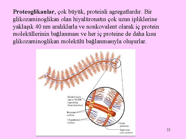 Proteoglikanlar, çok büyük, proteinli agregatlardır. Bir glikozaminoglikan olan hiyalüronatın çok uzun ipliklerine yaklaşık 40