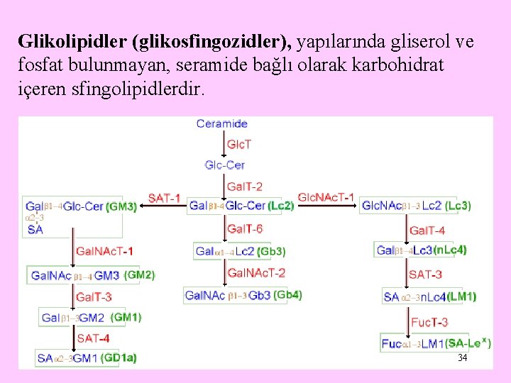 Glikolipidler (glikosfingozidler), yapılarında gliserol ve fosfat bulunmayan, seramide bağlı olarak karbohidrat içeren sfingolipidlerdir. 34