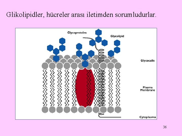 Glikolipidler, hücreler arası iletimden sorumludurlar. 36 