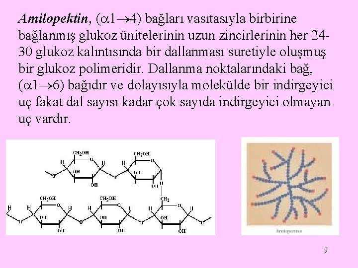 Amilopektin, ( 1 4) bağları vasıtasıyla birbirine bağlanmış glukoz ünitelerinin uzun zincirlerinin her 2430
