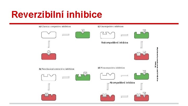 Reverzibilní inhibice Nekompetitivní inhibice http: //chemistry. umeche. maine. edu/CHY 431/Rev. Inhib. jpg Akompetitivní inhibice