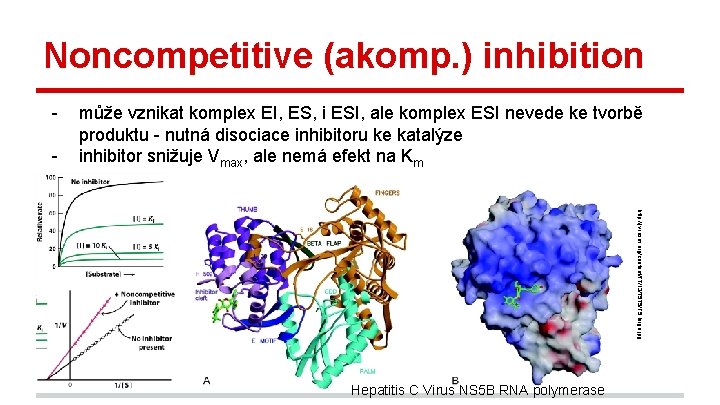 Noncompetitive (akomp. ) inhibition - může vznikat komplex EI, ES, i ESI, ale komplex