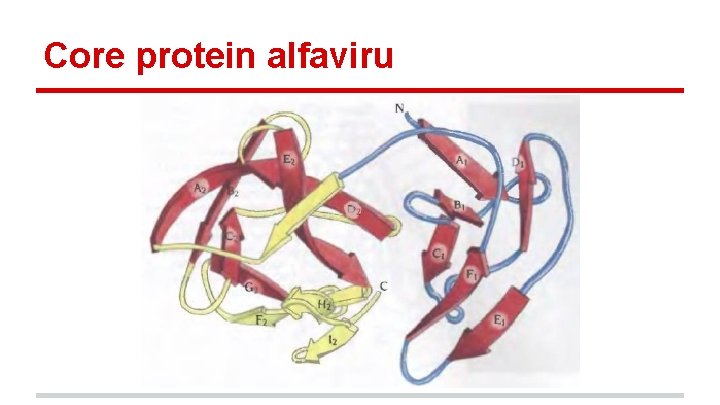 Core protein alfaviru 