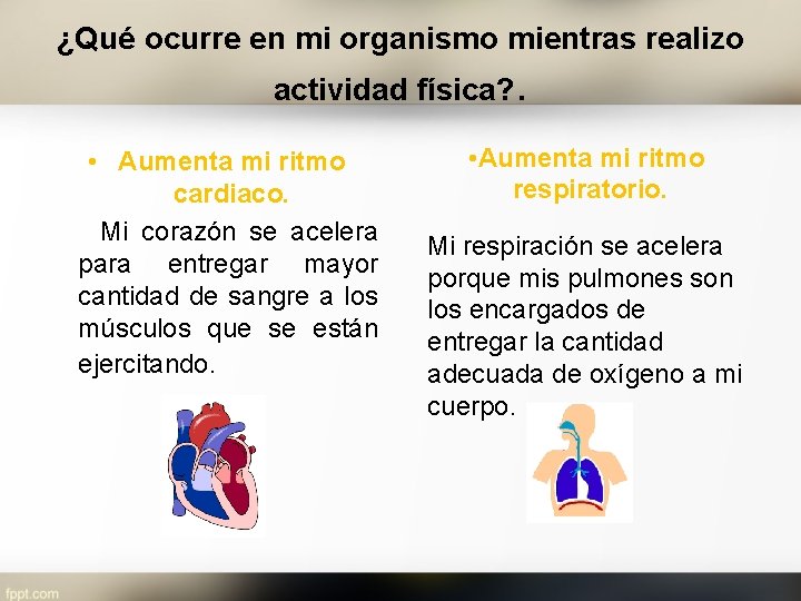 ¿Qué ocurre en mi organismo mientras realizo actividad física? . • Aumenta mi ritmo