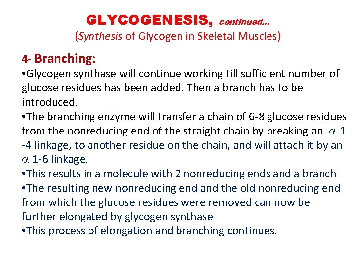 GLYCOGENESIS, continued. . . (Synthesis of Glycogen in Skeletal Muscles) 4 - Branching: •
