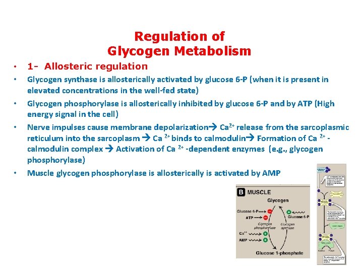 Regulation of Glycogen Metabolism • • • 1 - Allosteric regulation Glycogen synthase is