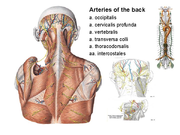 Arteries of the back a. occipitalis a. cervicalis profunda a. vertebralis a. transversa colli