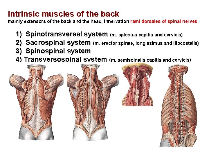 Intrinsic muscles of the back mainly extensors of the back and the head, innervation