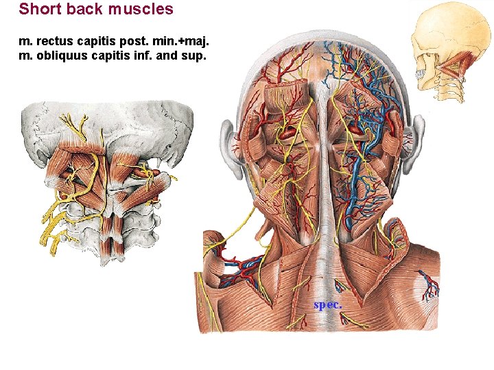 Short back muscles m. rectus capitis post. min. +maj. m. obliquus capitis inf. and