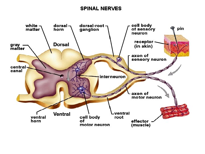 SPINAL NERVES 