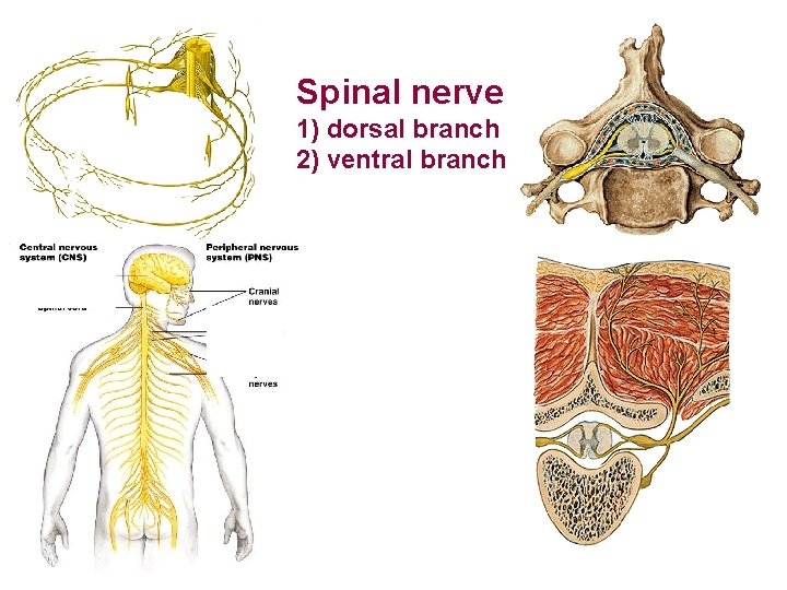 Spinal nerve 1) dorsal branch 2) ventral branch 