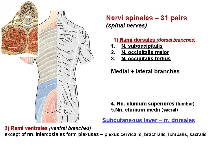 Nervi spinales – 31 pairs (spinal nerves) 1) Rami dorsales (dorsal branches) 1. N.