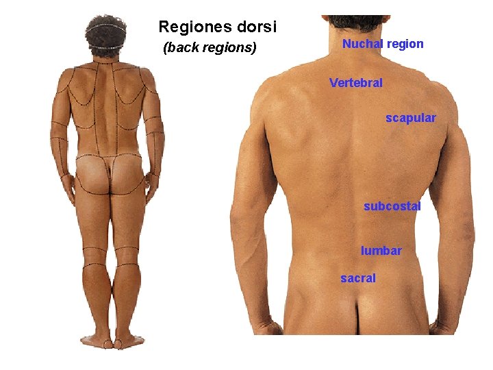 Regiones dorsi (back regions) Nuchal region Vertebral scapular subcostal lumbar sacral 