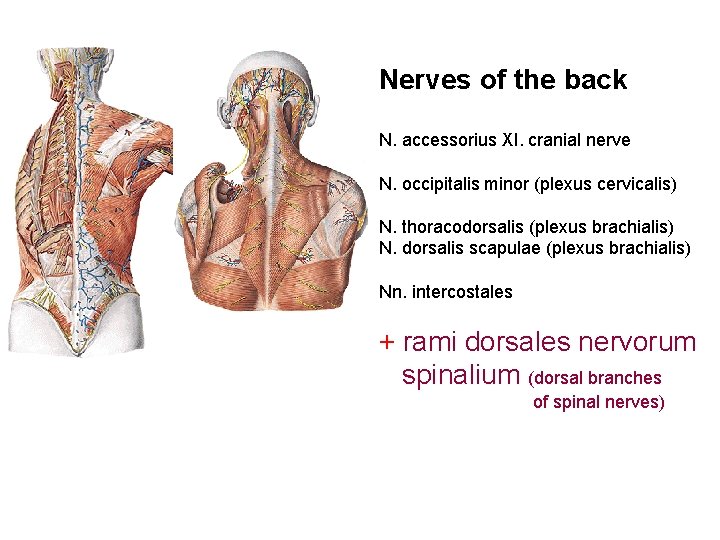 Nerves of the back N. accessorius XI. cranial nerve N. occipitalis minor (plexus cervicalis)