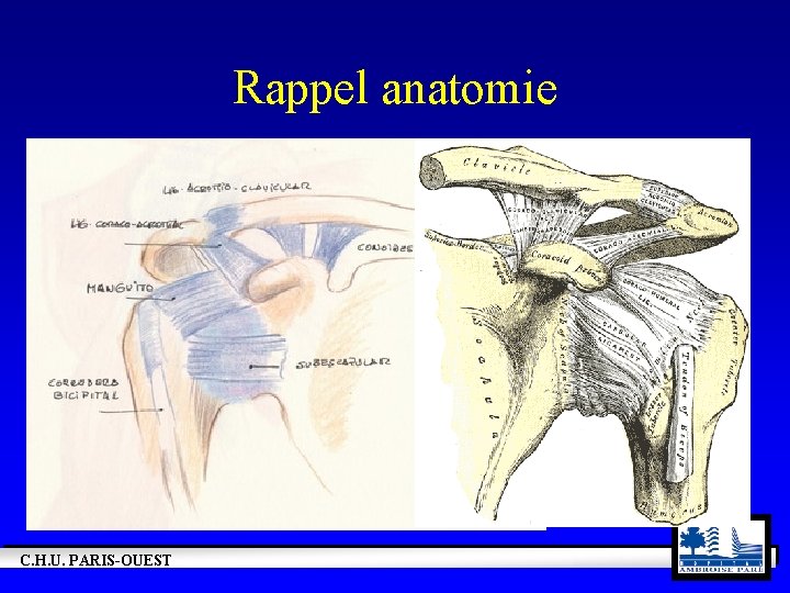 Rappel anatomie C. H. U. PARIS-OUEST 