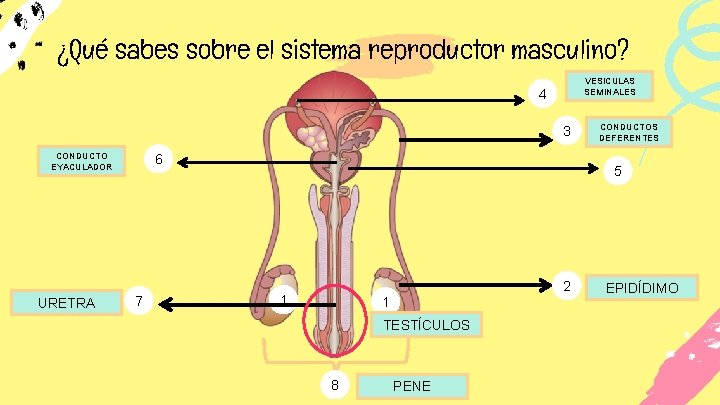 ¿Qué sabes sobre el sistema reproductor masculino? VESICULAS SEMINALES 4 3 CONDUCTO EYACULADOR URETRA