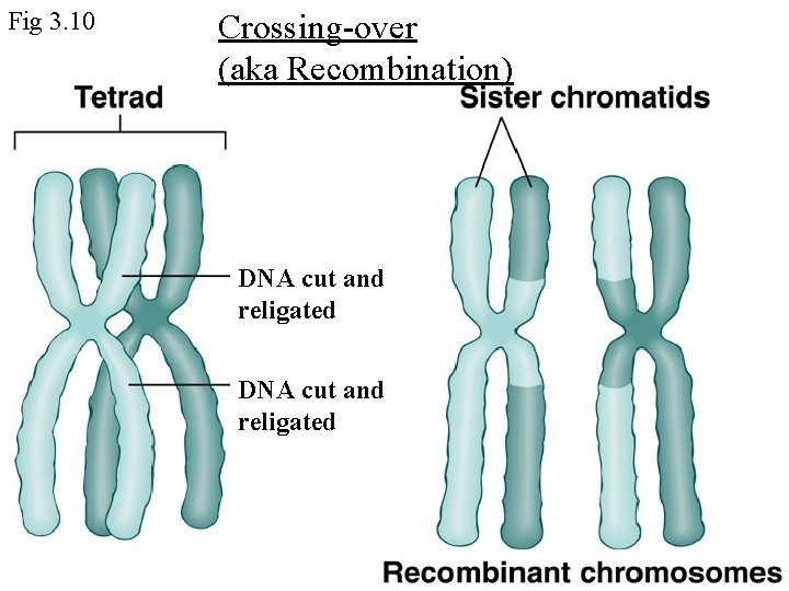 Fig 3. 10 Crossing-over (aka Recombination) DNA cut and religated 