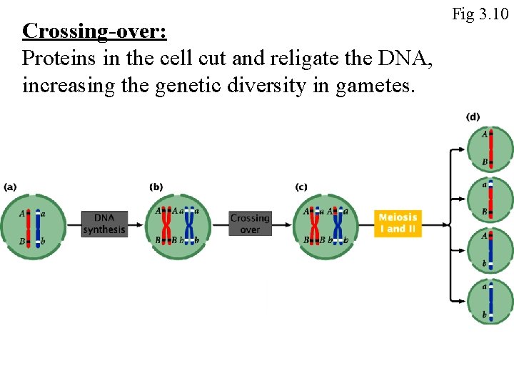 Crossing-over: Proteins in the cell cut and religate the DNA, increasing the genetic diversity
