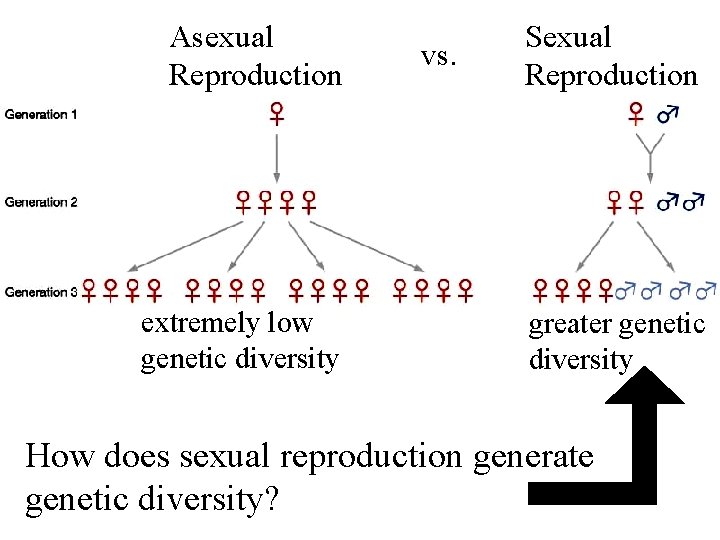 Asexual Reproduction extremely low genetic diversity vs. Sexual Reproduction greater genetic diversity How does