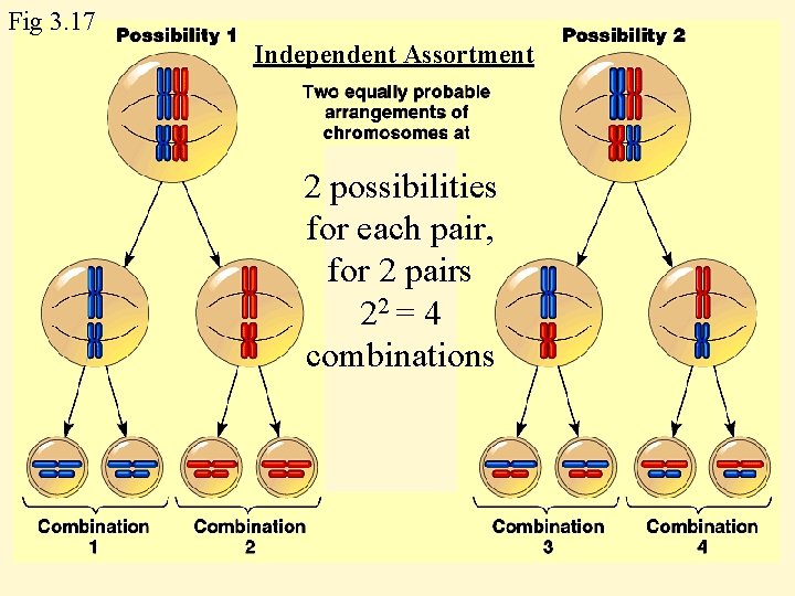 Fig 3. 17 Independent Assortment 2 possibilities for each pair, for 2 pairs 22