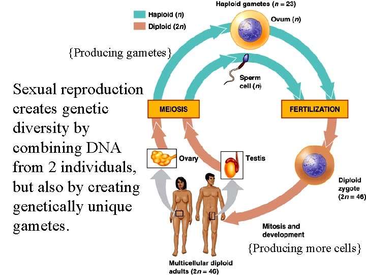 {Producing gametes} Sexual reproduction creates genetic diversity by combining DNA from 2 individuals, but