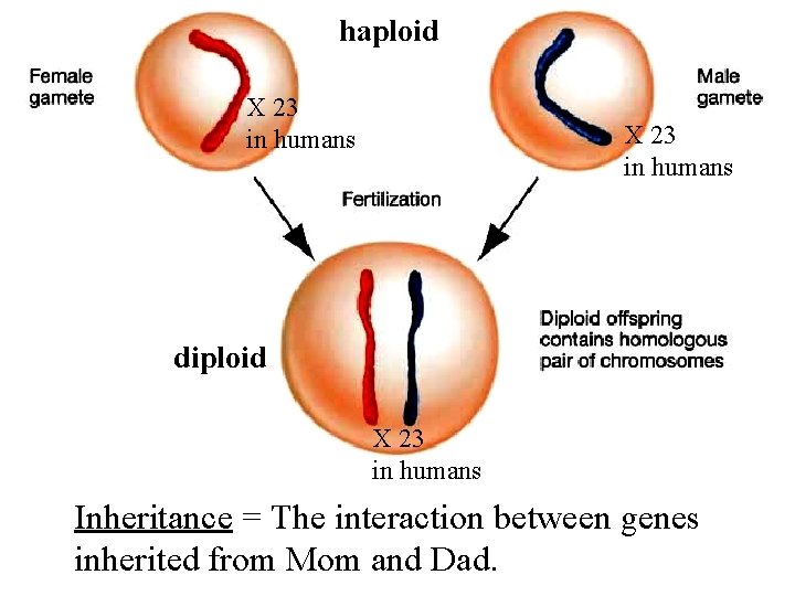 haploid X 23 in humans diploid X 23 in humans Inheritance = The interaction