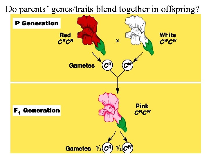 Do parents’ genes/traits blend together in offspring? 