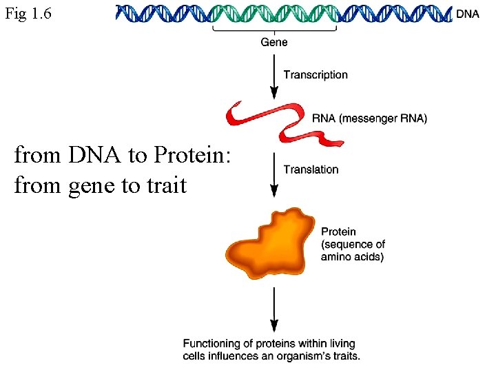 Fig 1. 6 from DNA to Protein: from gene to trait 