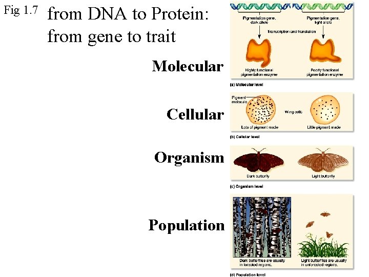 Fig 1. 7 from DNA to Protein: from gene to trait Molecular Cellular Organism