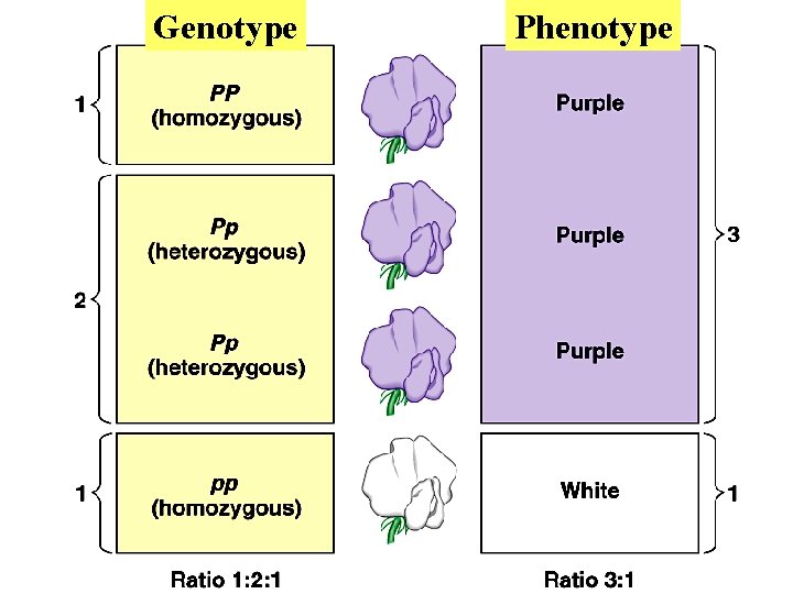 Genotype Phenotype 