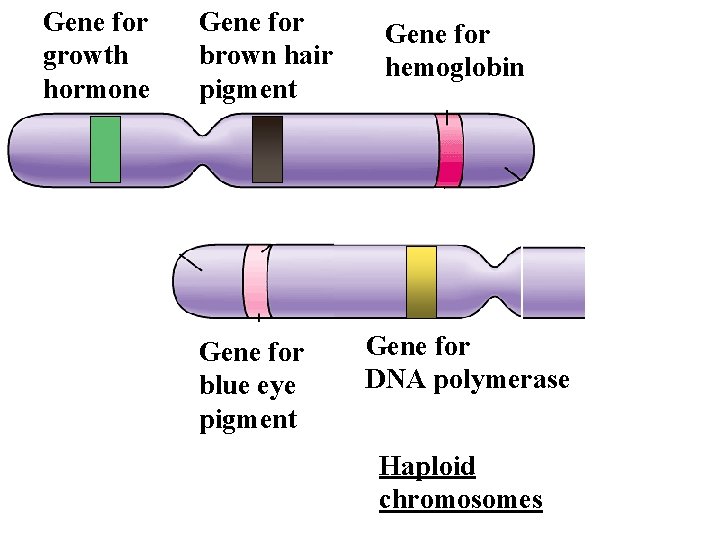 Gene for growth hormone Gene for brown hair pigment Gene for blue eye pigment