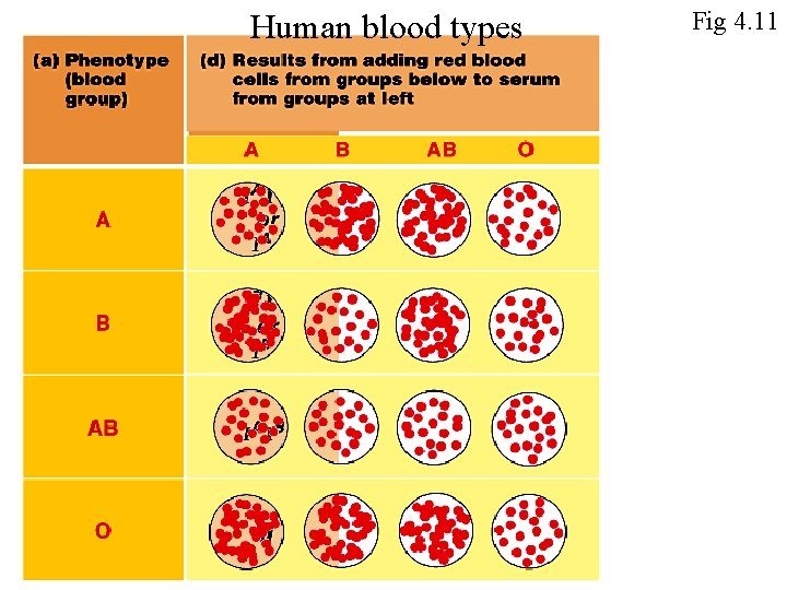 Human blood types Fig 4. 11 