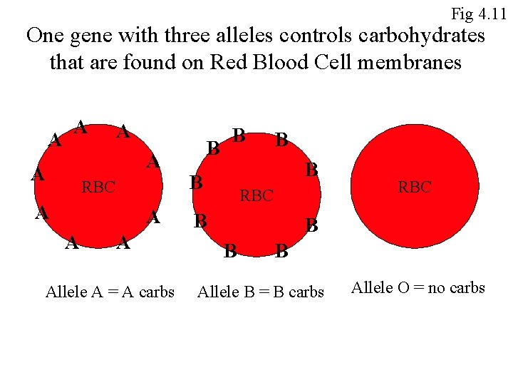 Fig 4. 11 One gene with three alleles controls carbohydrates that are found on