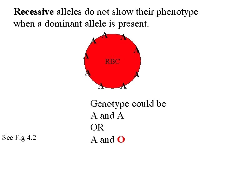 Recessive alleles do not show their phenotype when a dominant allele is present. A