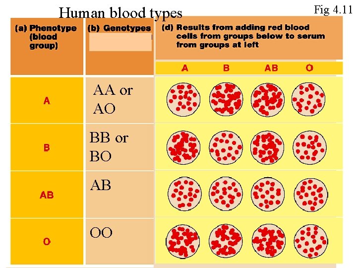 Human blood types AA or AO BB or BO AB OO Fig 4. 11