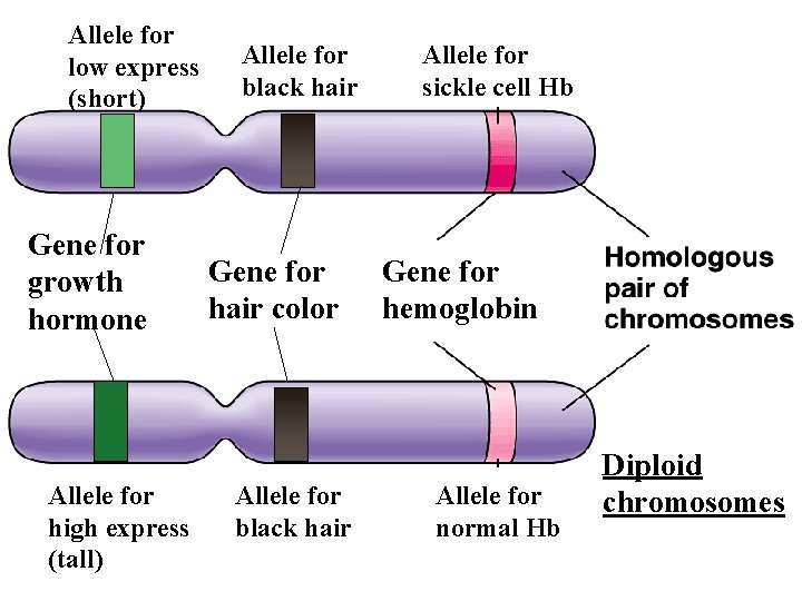 Allele for low express (short) Gene for growth hormone Allele for high express (tall)