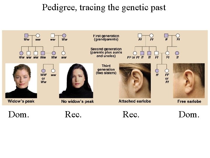 Pedigree, tracing the genetic past Dom. Rec. Dom. 
