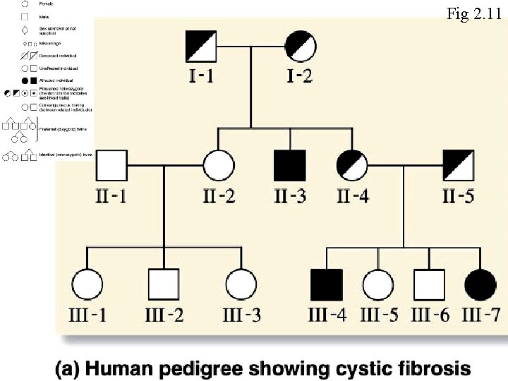 Fig 2. 11 