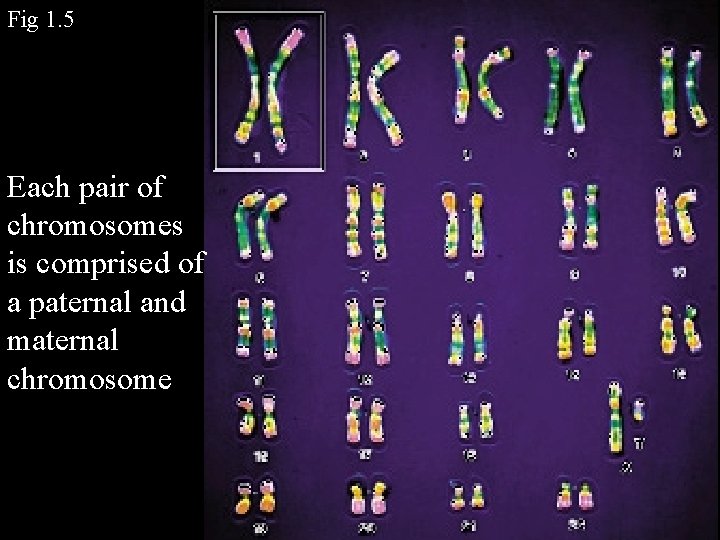 Fig 1. 5 Each pair of chromosomes is comprised of a paternal and maternal