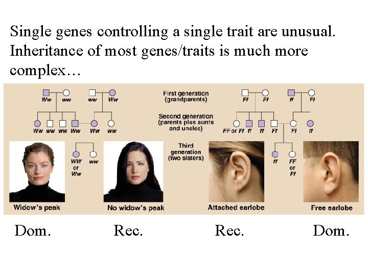 Single genes controlling a single trait are unusual. Inheritance of most genes/traits is much