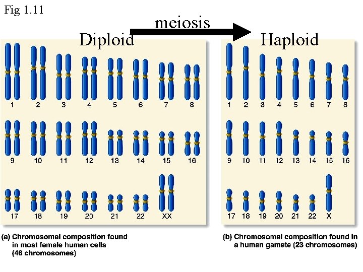 Fig 1. 11 Diploid meiosis Haploid 