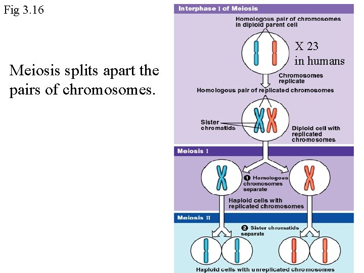 Fig 3. 16 Meiosis splits apart the pairs of chromosomes. X 23 in humans